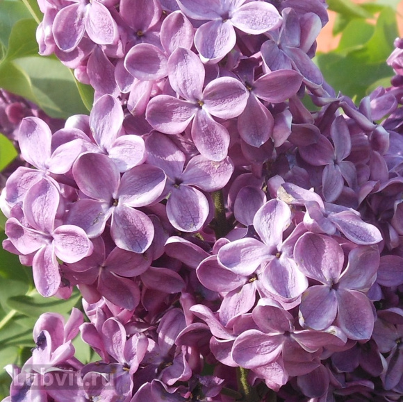 Сирень День Победы купить с доставкой