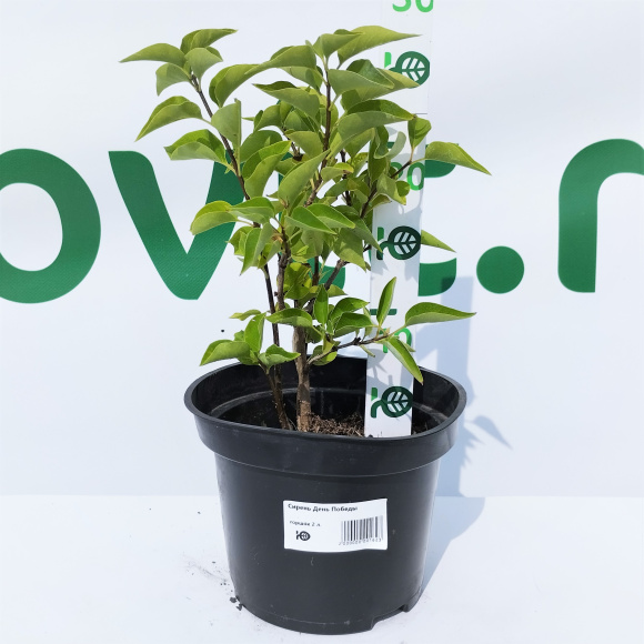 Сирень День Победы купить с доставкой