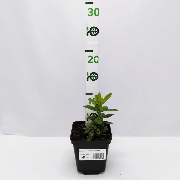 Горечавка Корона (Corona) купить с доставкой