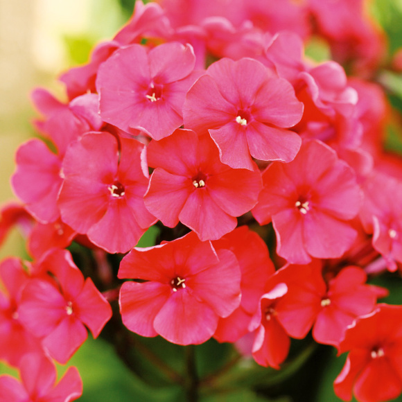 Флокс Маргарита купить с доставкой