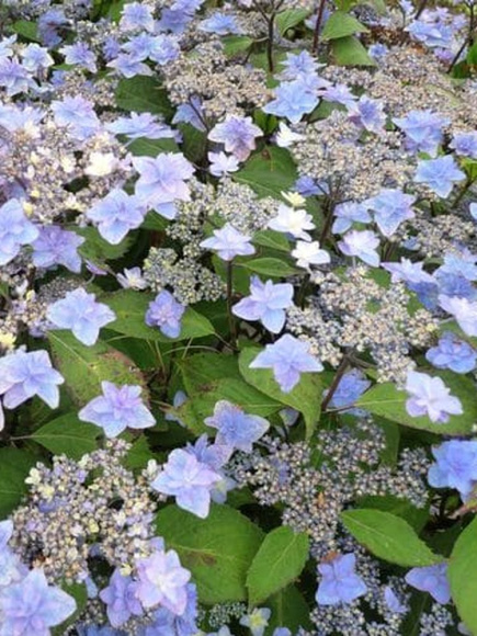 Гортензия Мияма-яэ-мурасаки (Miyama-yae-murasaki) пильчатая купить с доставкой