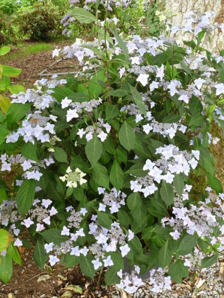 Гортензия Мияма-яэ-мурасаки (Miyama-yae-murasaki) пильчатая купить с доставкой