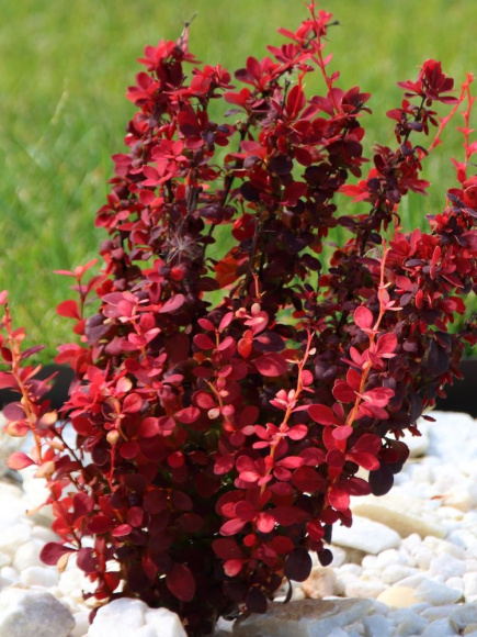 Барбарис Ред Рокет (Red Rocket) купить с доставкой