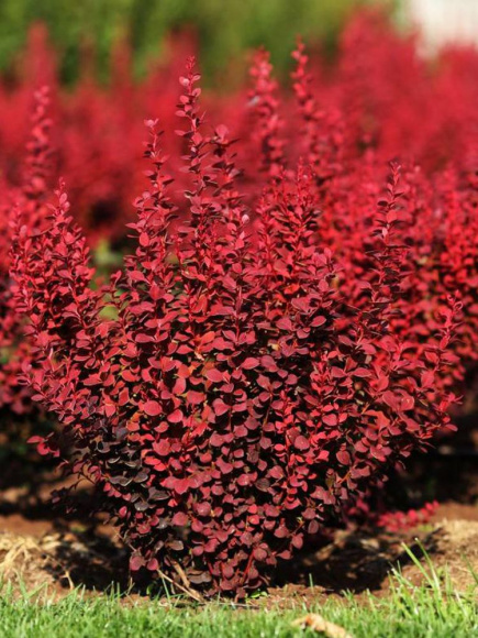 Барбарис Ред Рокет (Red Rocket) купить с доставкой