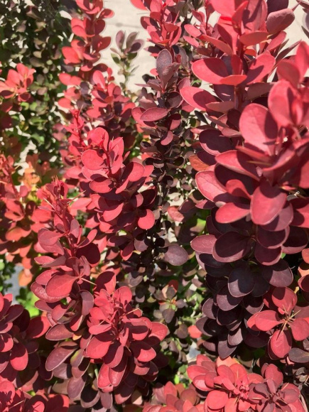 Барбарис Ред Рокет (Red Rocket) купить с доставкой