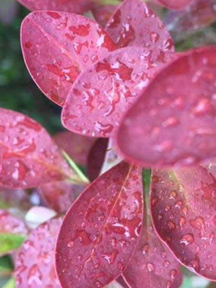 Барбарис Ред Рокет (Red Rocket) купить с доставкой