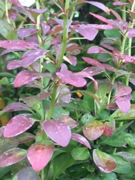 Барбарис Ред Рокет (Red Rocket) купить с доставкой