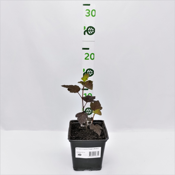 Пузыреплодник Андре (Andre) купить с доставкой