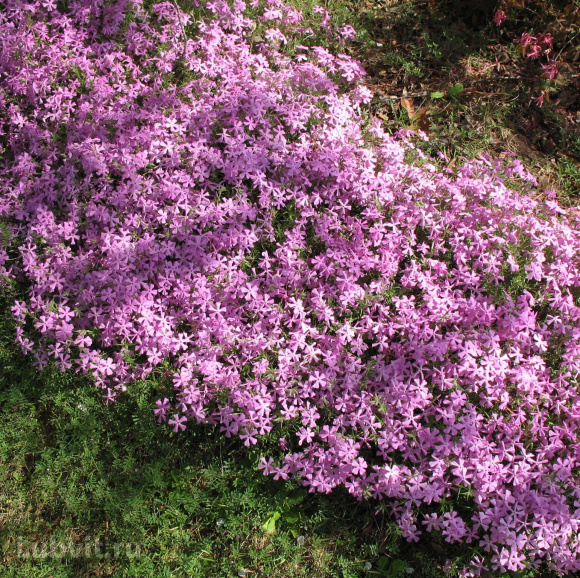 Флокс шиловидный Кимоно (Kimono) купить с доставкой