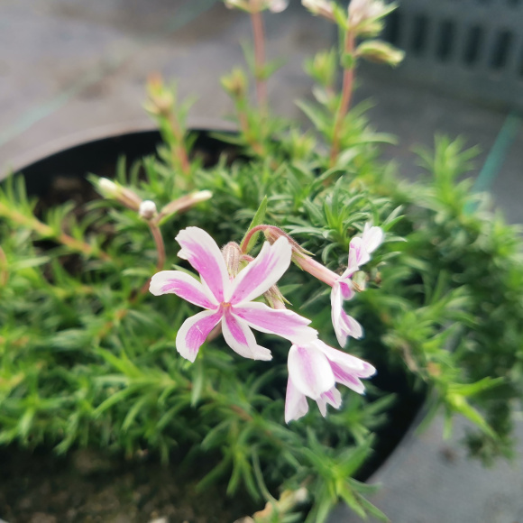 Флокс шиловидный Кимоно (Kimono) купить с доставкой