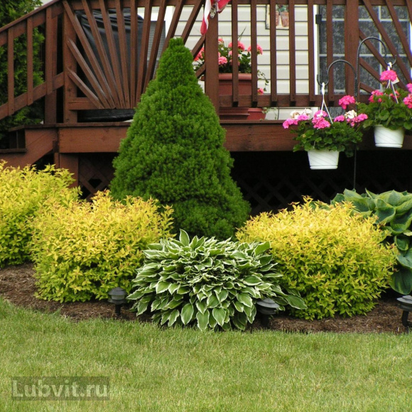 Барбарис Ассортимент купить с доставкой