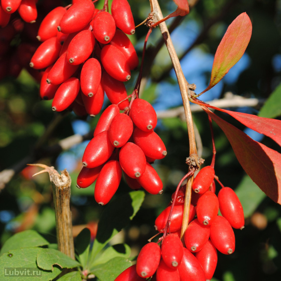 Барбарис Ассортимент купить с доставкой
