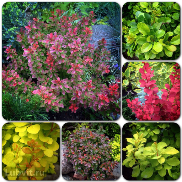 Барбарис Ассортимент купить с доставкой