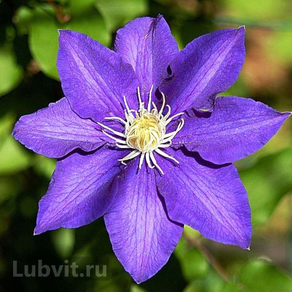 Клематис Президент (The President) купить с доставкой