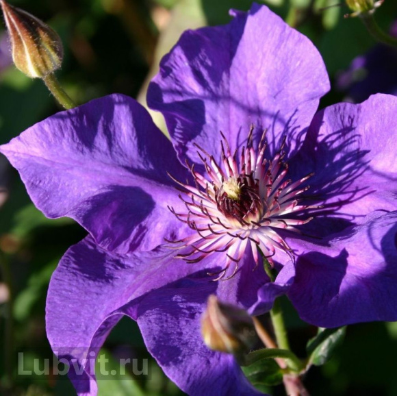 Клематис Президент (The President) купить с доставкой