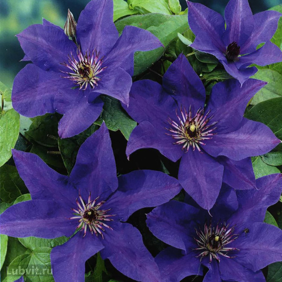 Клематис Президент (The President) купить с доставкой