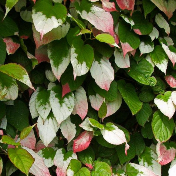 Актинидия Фестивальный (муж) купить с доставкой