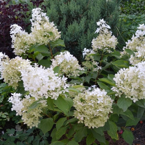 Гортензия Долли (Dolly) метельчатая купить с доставкой