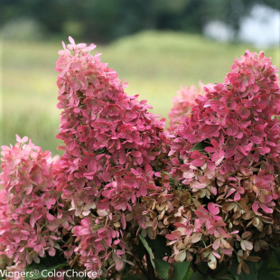 Гортензия Долли (Dolly) метельчатая