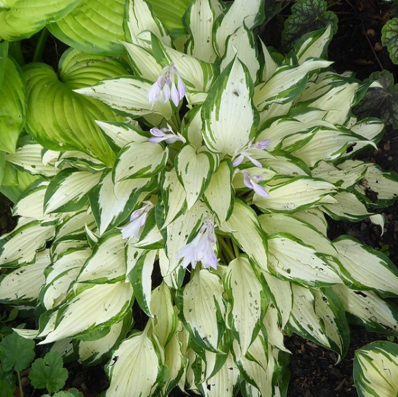 Хоста Вайт Кристмас (White Christmas) [L] купить с доставкой