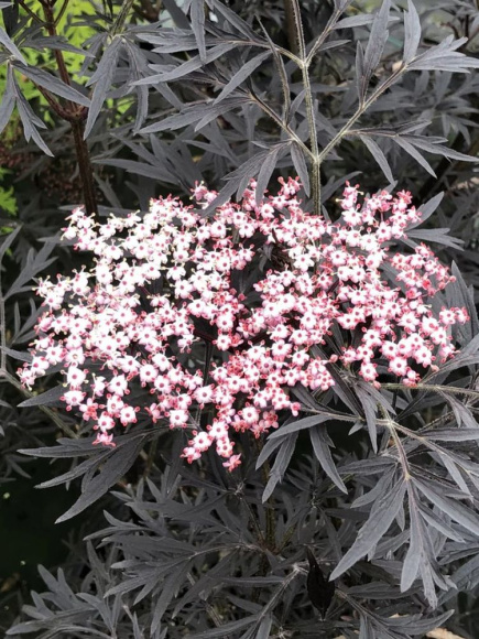 Бузина Блэк Лейс (Black Lase) купить с доставкой