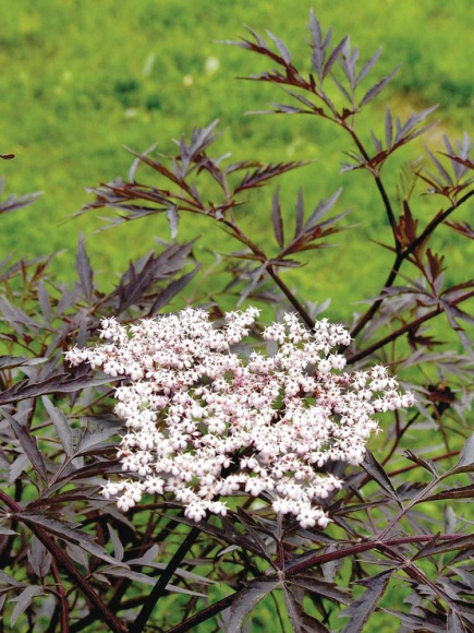 Бузина Блэк Лейс (Black Lase) купить с доставкой