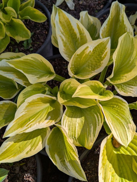 Хоста Спринг Морнинг (Spring Morning) [M] купить с доставкой