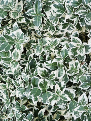 Бересклет форчуна Эмеральд Гаити (Emerald Gaiety)