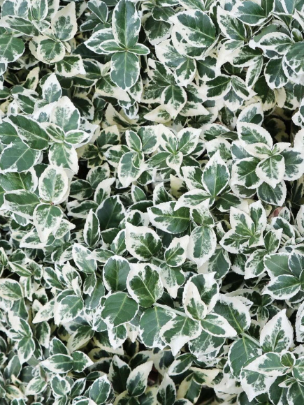 Бересклет форчуна Эмеральд Гаити (Emerald Gaiety) купить с доставкой