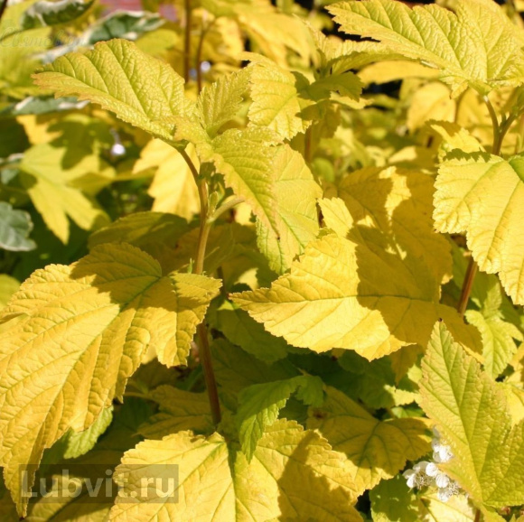 Пузыреплодник Дартс Голд (Dart's Gold) купить с доставкой