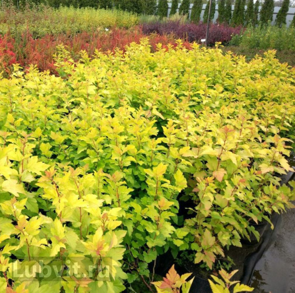 Пузыреплодник Дартс Голд (Dart's Gold) купить с доставкой