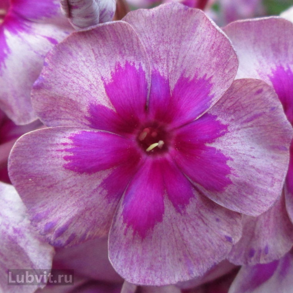 Флокс Старый маяк купить с доставкой