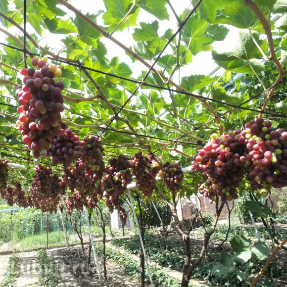 Виноград Амурский (Vitis amurensis) купить с доставкой
