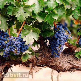 Виноград Амурский (Vitis amurensis)