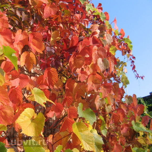 Виноград Амурский (Vitis amurensis) купить с доставкой