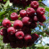 Рябина Гранатная купить с доставкой