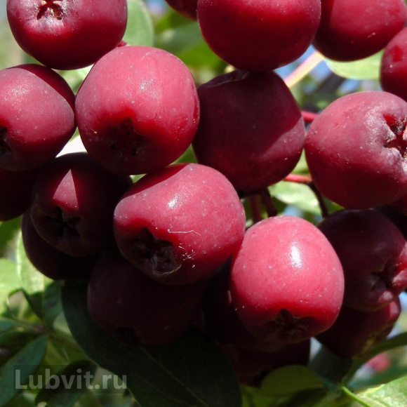 Рябина Гранатная купить с доставкой