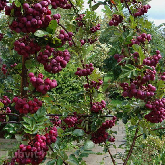 Рябина Гранатная купить с доставкой