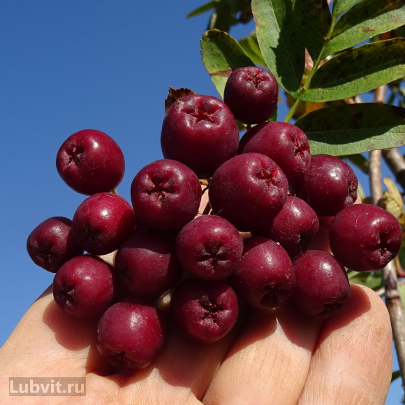 Рябина Гранатная купить с доставкой