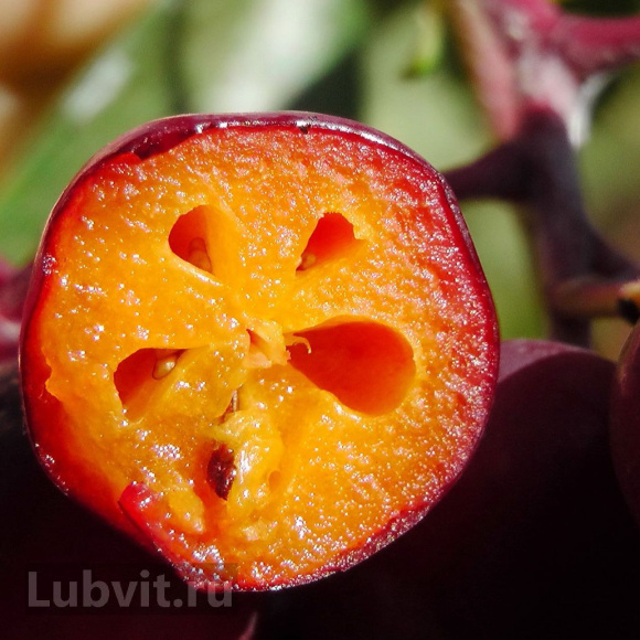 Рябина Гранатная купить с доставкой