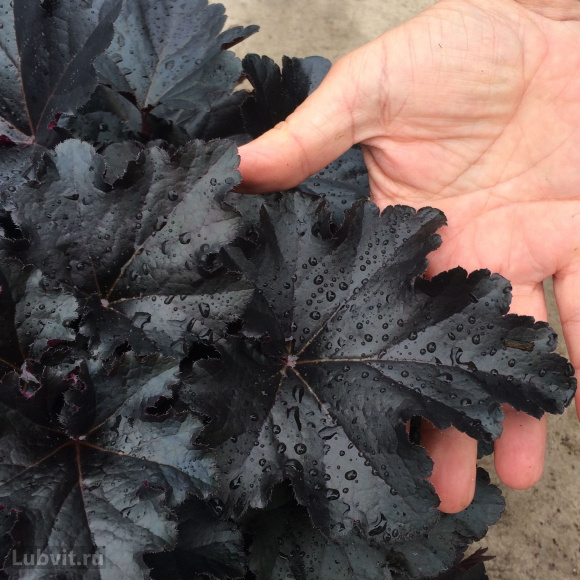 Гейхера Блэк Перл (Black Pearl) купить с доставкой