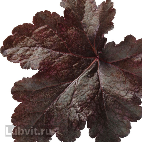 Гейхера Блэк Перл (Black Pearl) купить с доставкой