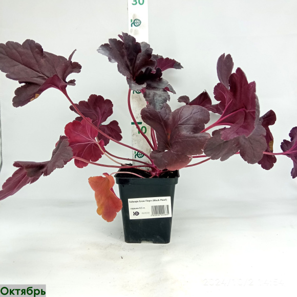 Гейхера Блэк Перл (Black Pearl) купить с доставкой