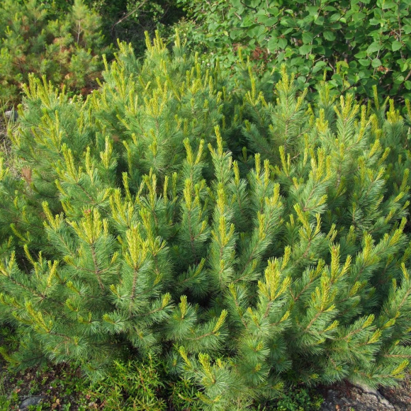 Сосна стланиковая купить с доставкой