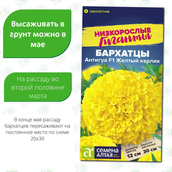 Бархатцы Антигуа Желтый карлик [Семена алтая] купить с доставкой