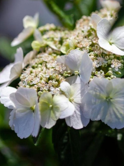 Гортензия Сбежавшая невеста (Runaway Bride) гибридная купить с доставкой