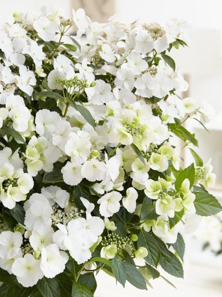 Гортензия Сбежавшая невеста (Runaway Bride) гибридная купить с доставкой