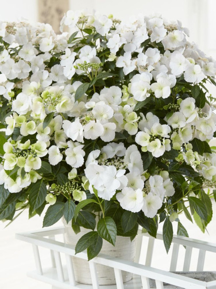 Гортензия Сбежавшая невеста (Runaway Bride) гибридная купить с доставкой