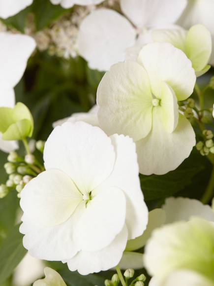 Гортензия Сбежавшая невеста (Runaway Bride) гибридная купить с доставкой