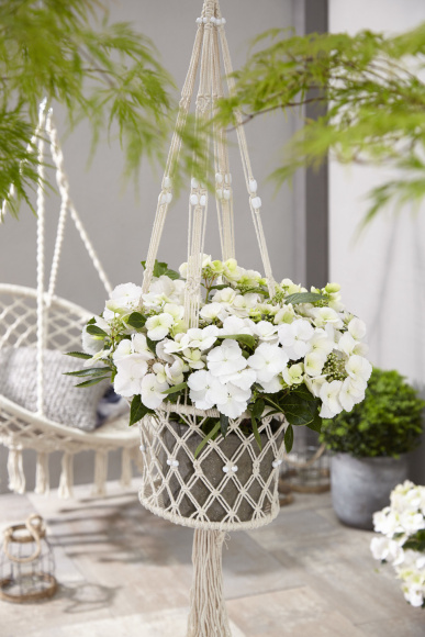 Гортензия Сбежавшая невеста (Runaway Bride) гибридная купить с доставкой